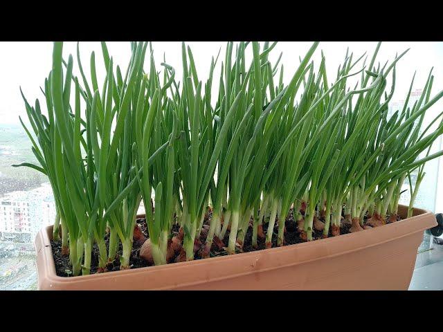 How to Grow Onions in Pots?Growing Onions on the Balcony