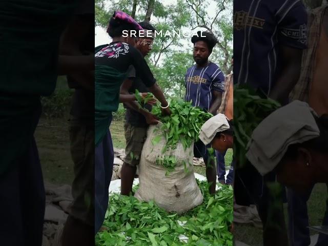 Some Beautiful Places of TEA GARDEN | SREEMANGLE #shorts #teagarden