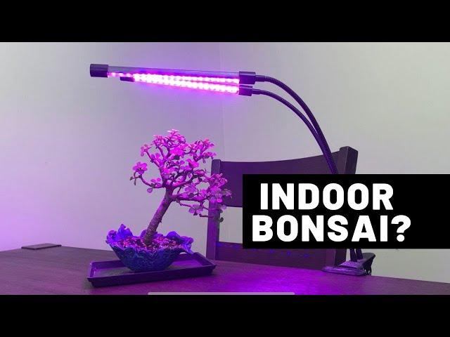 3 Species For Growing  Bonsai Trees Indoors - The Bonsai Supply