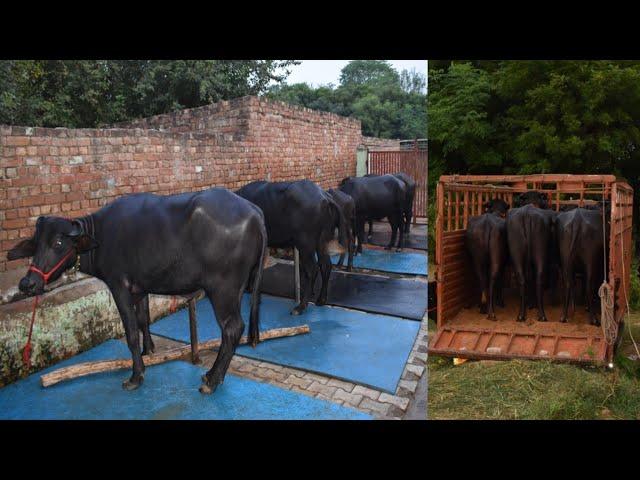 Top Quality-10 Murrha Heifers Going Rewari Haryana to kannoj UP loading