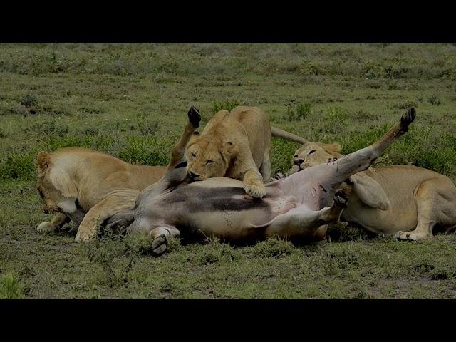 A Blind Eland Running Straight To Lions