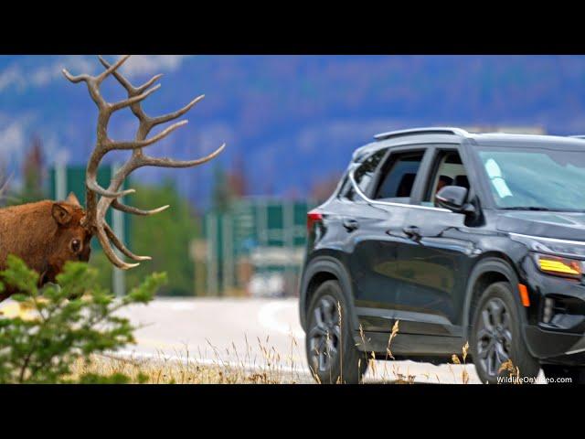 Huge Bull Elk Boss Asserts His Dominance During the Rut