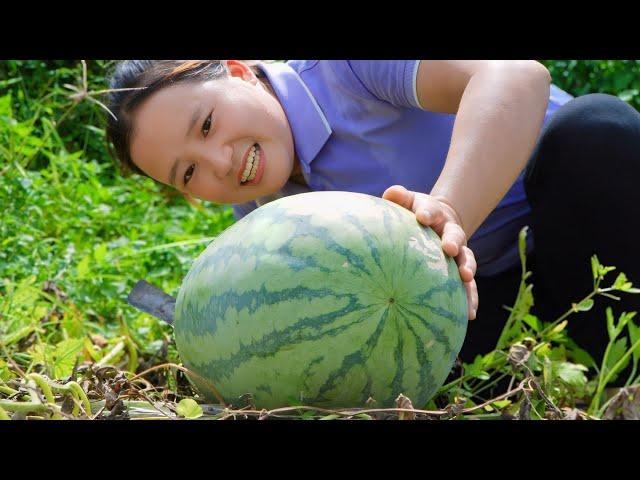 Harvesting giant watermelons For sale, 50 kg To share with children for the joy of eating every day