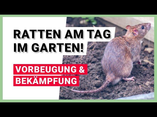 Ratten am helllichten Tag im Garten – Vorbeugung und Bekämpfung