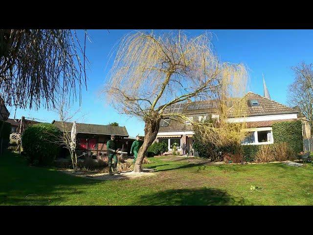 Kustorez. Removing a Willow tree with a Chainsaw!