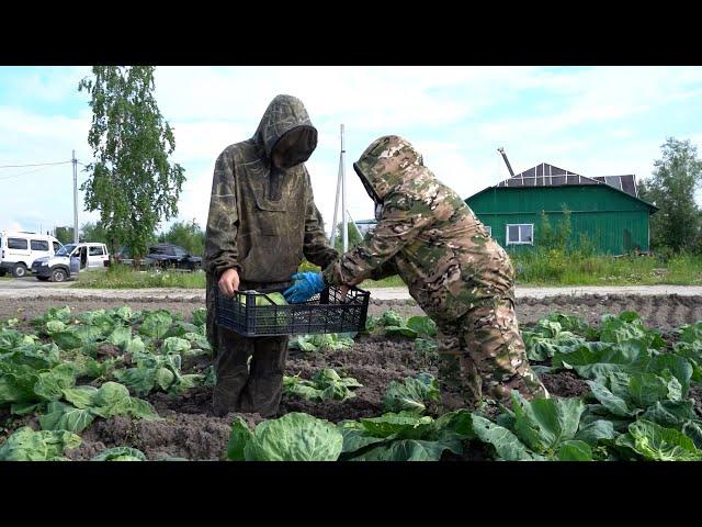 Первый урожай ранней капусты поступил на прилавок магазина агрофирмы «Приполярная»