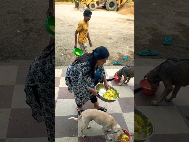 cute dog #doglover #puppy #labrador #shortvideo #