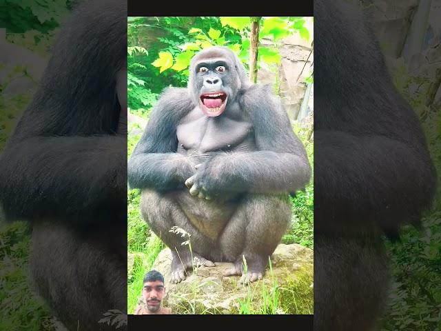 #gorilla #funny #comedy #funnyanimals #zoo #funnycow #cow #animals #jokes #cowcows