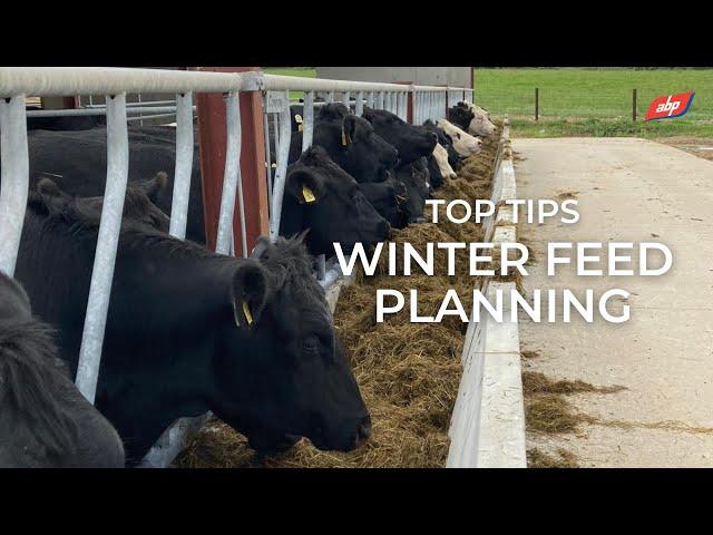 Top Tips - Winter Feed Planning  | ABP Demonstration Farm