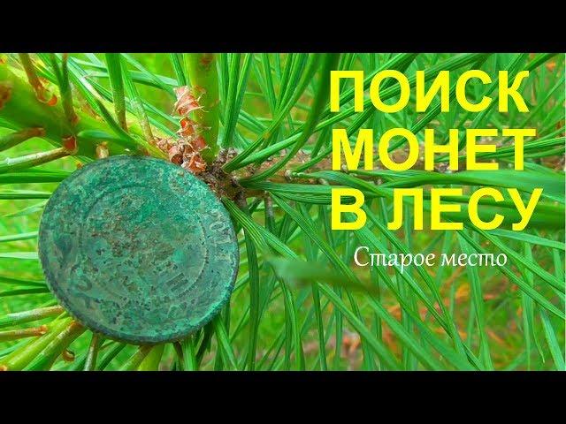 Поиск монет металлоискателем в лесу