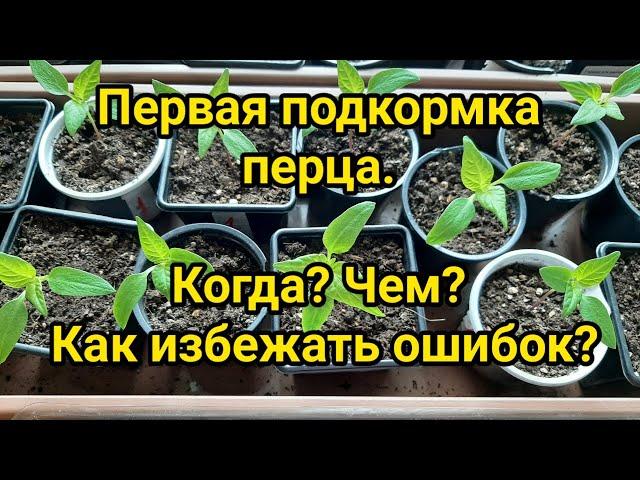 Первая подкормка рассады перца (выращивается способом перевалки)