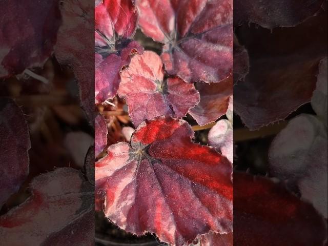 Beautiful Begonia Red Bull  #begonia #indoorplants #shorts #viralvideo #gardening #shortvideo