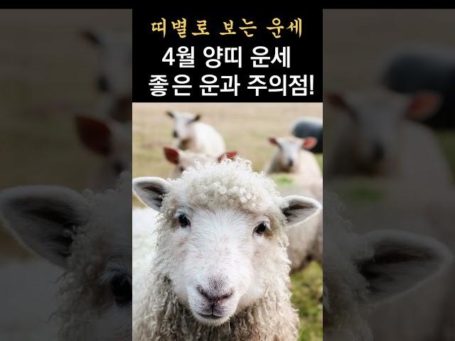 2025년 4월 운 좋은 양띠 운세! 이것을 미리 알면, 운의 흐름을 좋게 할 수 있습니다! 띠별로 보는 한달간 운세!  #띠별운세, #운세,