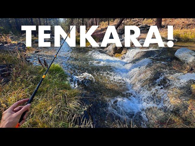 Catching Surprise Fish in a Unique Mountain Creek! (Tenkara Fly Fishing)