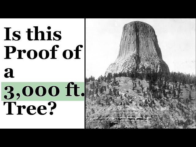 Were Giant Trees Once 3,000 ft. tall and is Devil's Tower a Gigantic Stump?