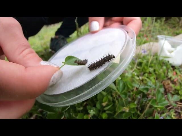 Zoo Releases Hundreds Of Endangered Butterflies Into Wild