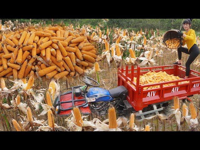 Harvesting 1500kg corn and transport by Offroad Vehicle ATV to sell - Green forest farm