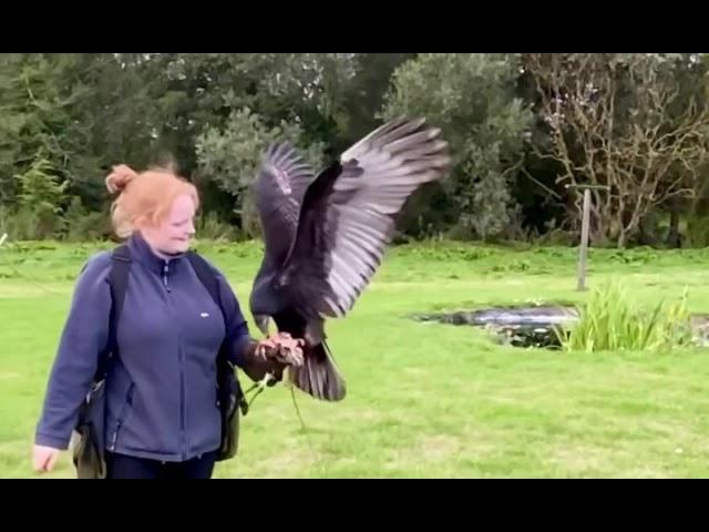 Lavenham falconry the raptor conservancy