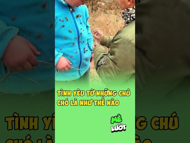 Tình yêu từ những chú chó là như thế nào | Mê Lướt