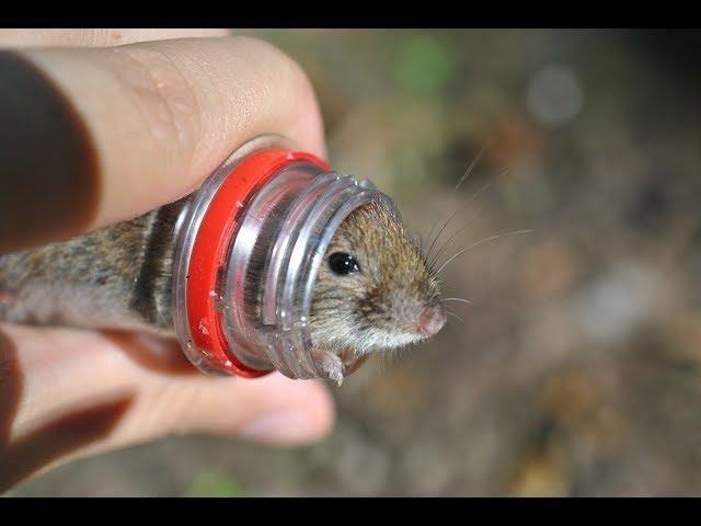 Элементарная мышеловка из пластиковой бутылки за 1минуту