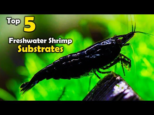 Top 5 Aquarium SUBSTRATES for Freshwater Shrimp - How to Breed Shrimp