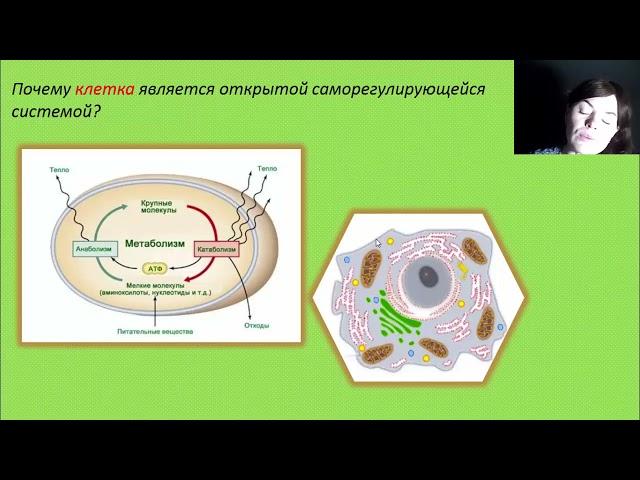 Почему клетка  - это открытая, саморегулирующаяся система?