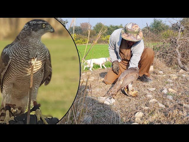 Baaz Ka Naya Shikar Pakistan Main | Amazing Eagle Hunting In Pakistan | FATEH JANG TV