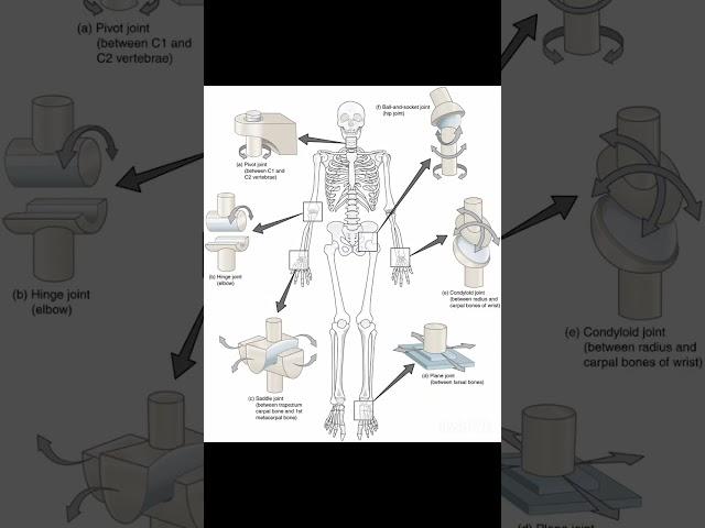 Synovial joints / joints / #nursing #anatomy #nursingstudent #nursingofficer