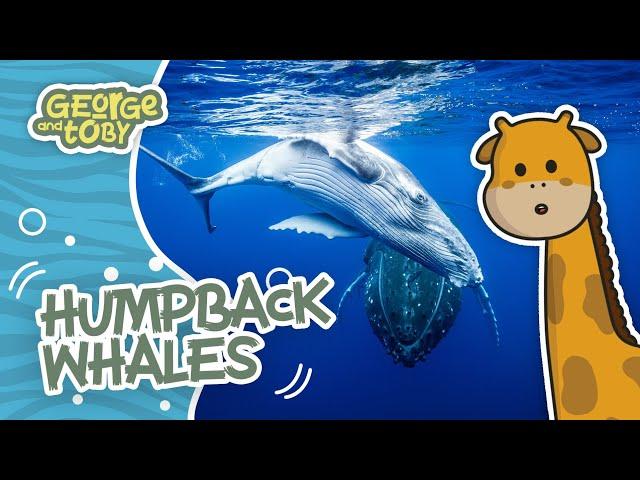 Humpback Whale Facts | George & Toby Wildlife Rangers | Animal Facts For Kids