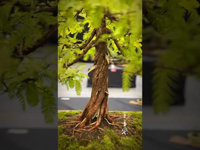 Dawn Redwood @ Bonsai Show Live 2024 #bonsai #bonsaitree #bonsaishow #bonsaiart #tree #bonsaiworld