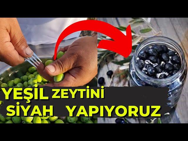 Yeşil Zeytini Siyah Yapıyoruz!!! Zeytin Nasıl Yapılır ? | Zeytin Nasıl Kurulur ?