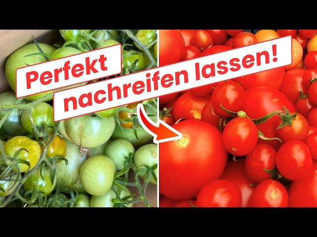 So werden grüne Tomaten im Herbst doch noch rot Verlängere die Tomatensaison!