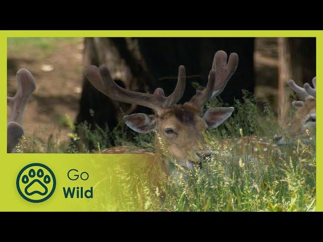 Viennas Forests, Jewels of Green - Go Wild