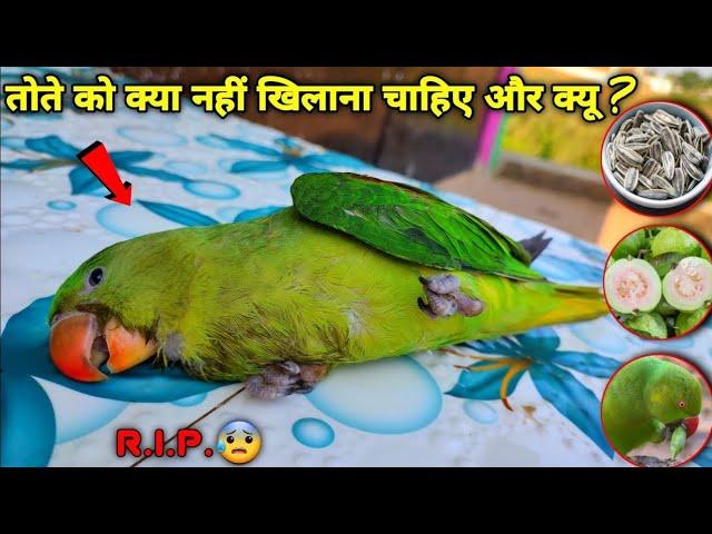 तोता को क्या नहीं खिलाना चाहिये ? Unhealthy Food for Parrot