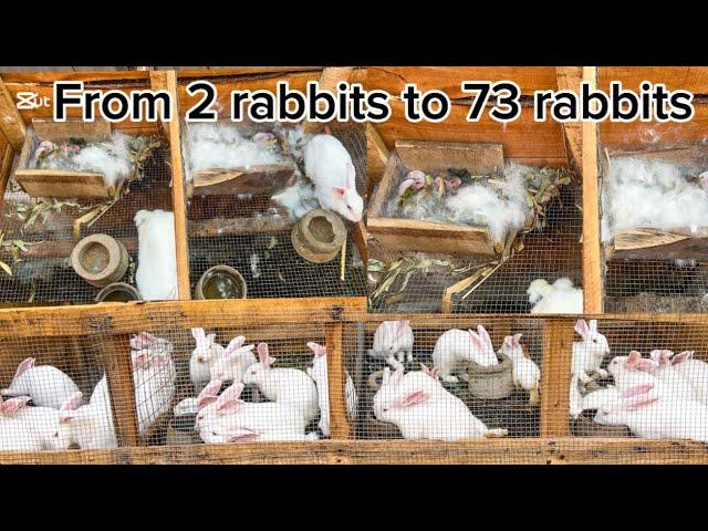 From 2 females to 73 My rabbit farm progress - Checkout my rabbit farm channel @Doluwafemi