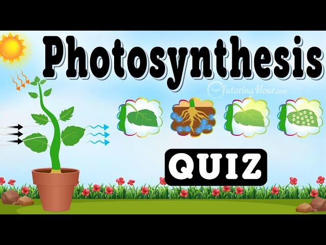 How Plants Make Food: The Photosynthesis Quiz | The Green Magic: Photosynthesis in Plants!