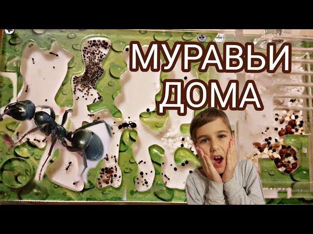 Муравьиная ферма. Мой первый формикарий. Распаковка и заселение.