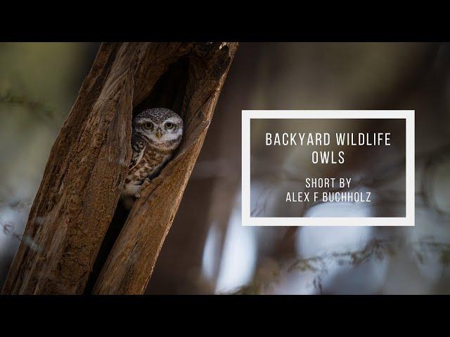 Indian Owls | Backyard Wildlife in Gurgaon | Wildlife Film by Alex F Buchholz