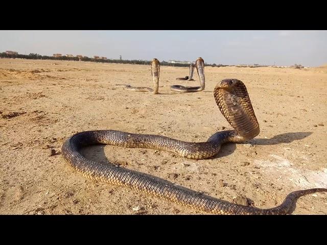 حصريا وقت التشميس في الطبيعه