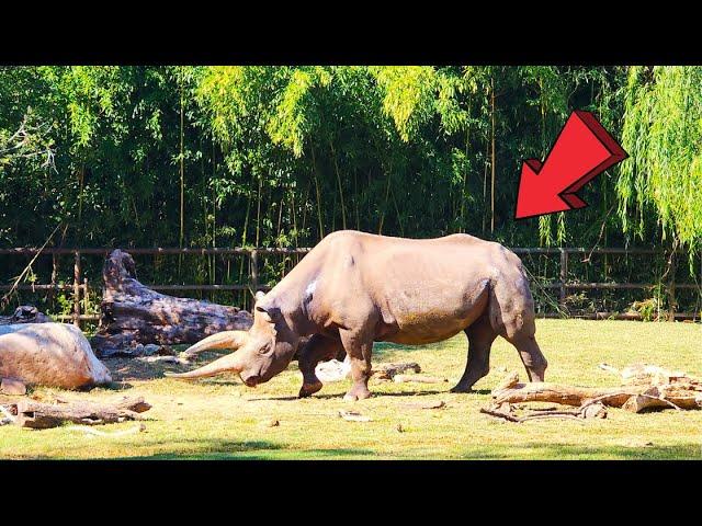 Fort Worth Zoo Texas Ultimate Full Tour 2024