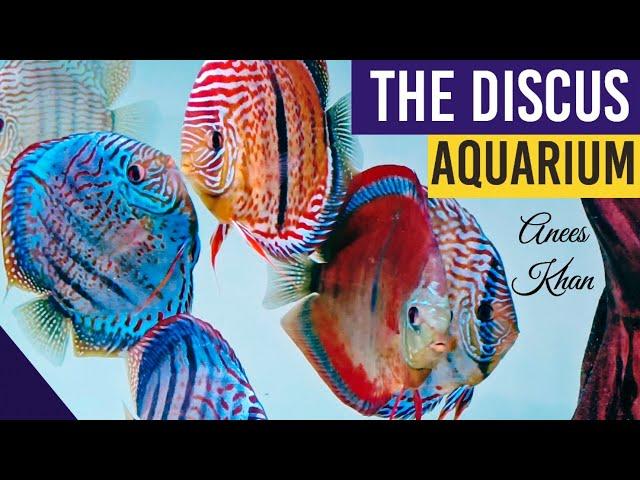 10 months without water change | Discus fish aquarium | Anees Khan | discus fish | discus ninja