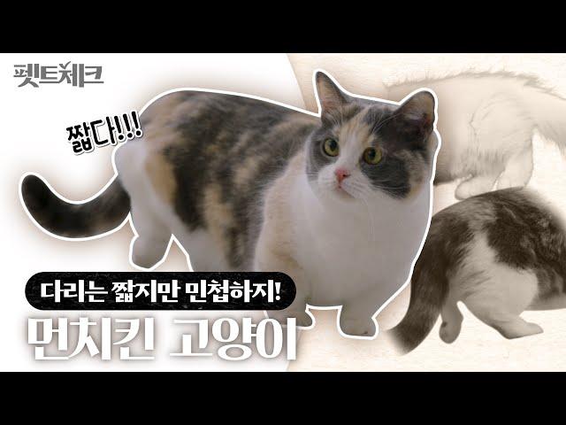 먼치킨 고양이 성격은 CUTE, 유전병은?  I 펫트체크 EP.3