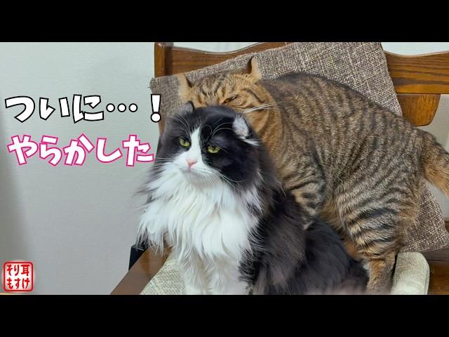 そんな馬鹿な…野良猫の叫び声で覚醒した男がとんでもない行動にｗ