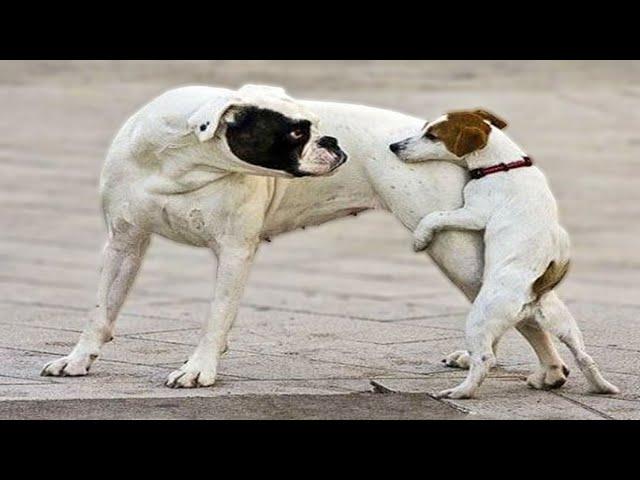 Best Funniest Animals of the Month  - Best Video CATS And DOGS 