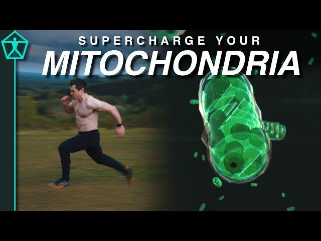 How to Supercharge Your Mitochondria for Energy, Endurance, and Longevity! - A Comprehensive Guide