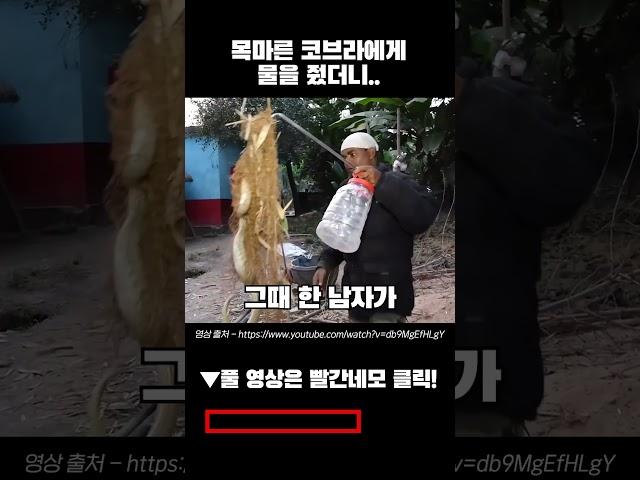 목마른 뱀에게 물을주자 벌어진일