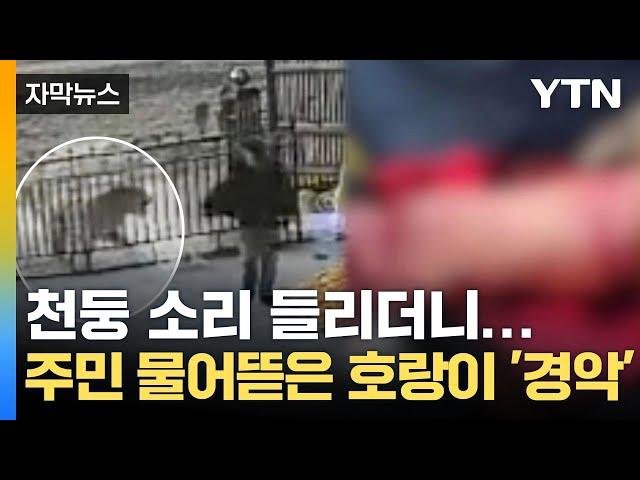 [자막뉴스] "팔 물어뜯어버렸다" 공포의 백두산 호랑이 습격…중국 마을 '아비규환' / YTN