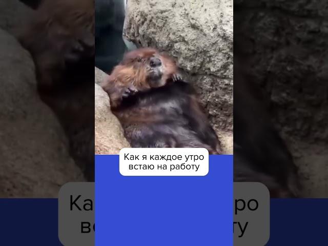 #содействиезанятости #юмор #карьера #работа #доброеутро #рабочийдень