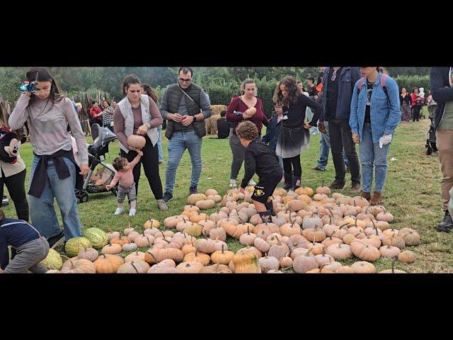 Dia da Abóbora na Quinta do Agricultor Freguesia da Relva Ponta Delgada Ilha de São Miguel Açores