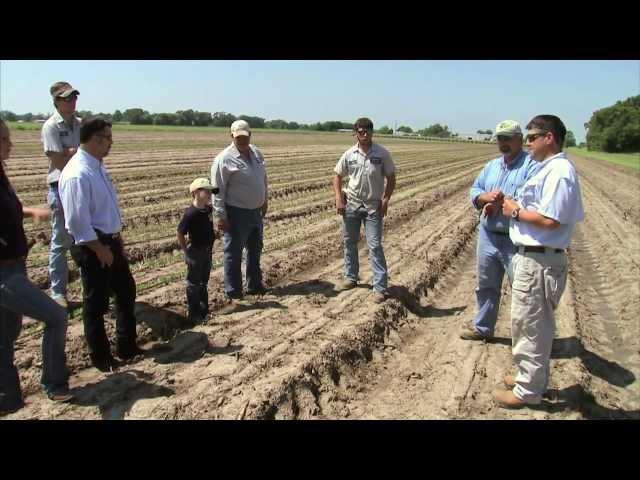 Louisiana Sugarcane Farmer - America's Heartland